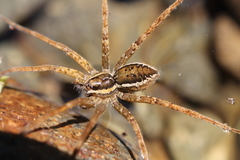 Dolomedes dondalei
