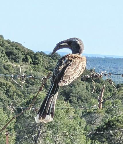 African Gray Hornbill (Lophoceros nasutus)