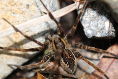 Dolomedes dondalei
