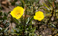 Calochortus concolor