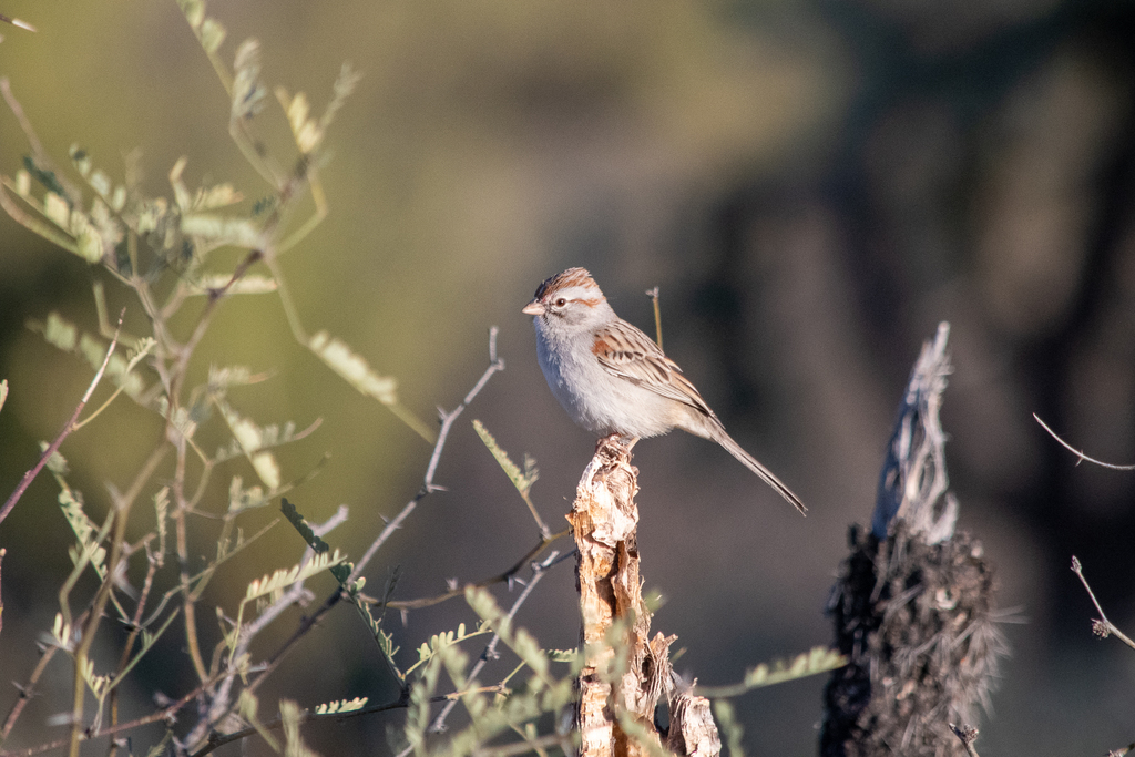 Rufous-winged Sparrow