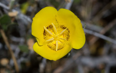 Calochortus concolor