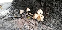 Coprinellus micaceus