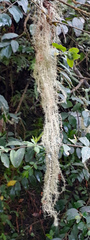 Usnea angulata