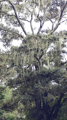 Usnea angulata