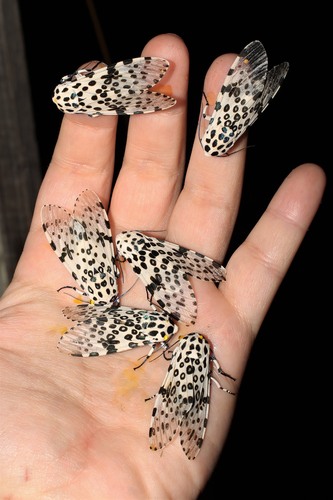 Giant Leopard Moth, photo 7 of 10