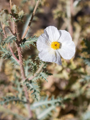Argemone munita