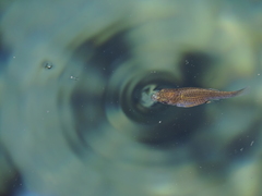 Cyprinodon nevadensis mionectes