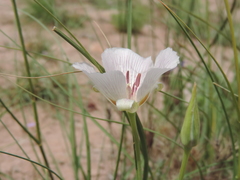 Calochortus striatus