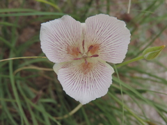 Calochortus striatus