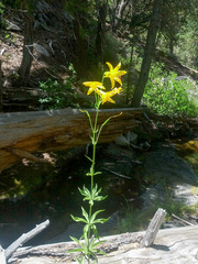 Lilium parryi