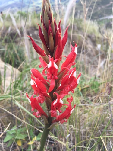 Porphyrostachys