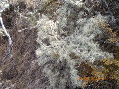 Usnea subgracilis