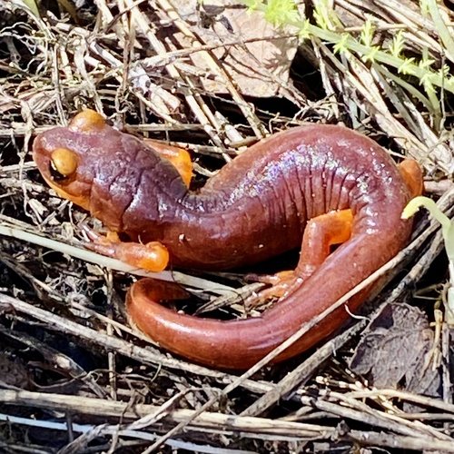 iNaturalist observation photo of Ensatina