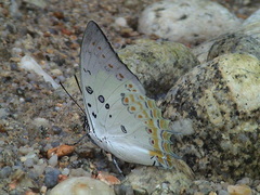Polyura delphis