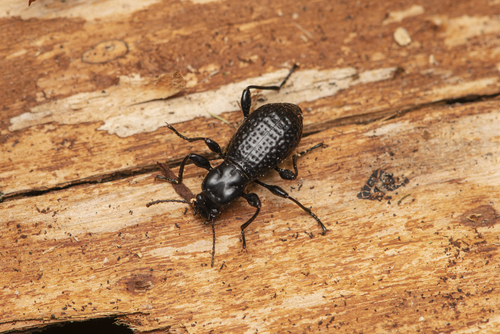 Hexarhopalus liuyixiaoi