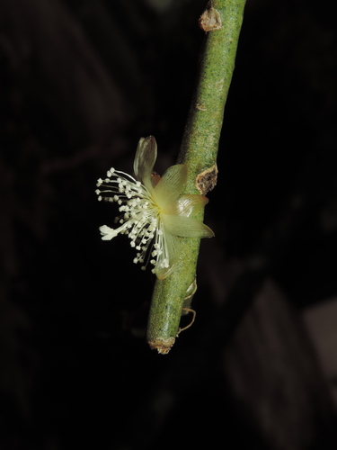 Rhipsalis floccosa ssp. pulvinigera