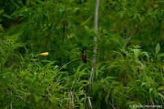 Basilinna xantusii