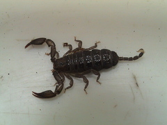 Liocheles