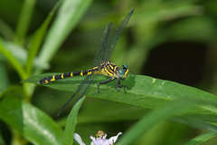 Stylogomphus sigmastylus