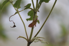 Choristostigma perpulchralis