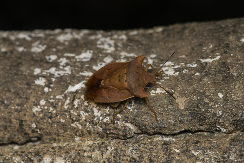 Lelia decempunctata