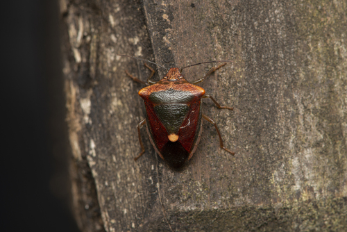 Plautia lushanica