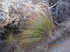 Chionochloa rigida rigida