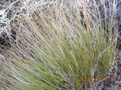 Chionochloa rigida rigida