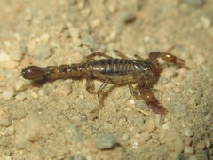 Superstitionia donensis