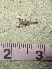 Superstitionia donensis