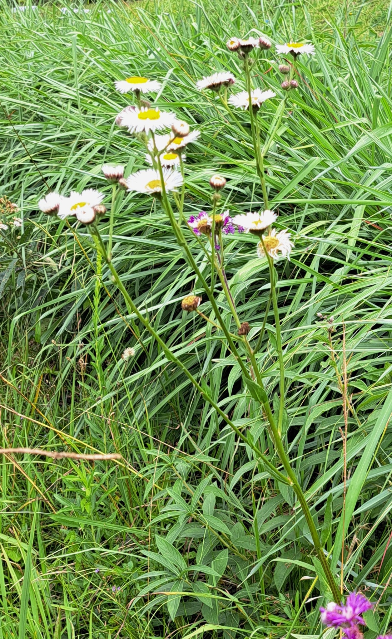 Leptostelma maxima