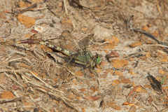 Arigomphus submedianus