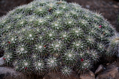 Mammillaria compressa