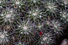 Mammillaria compressa