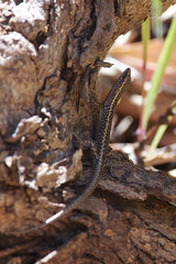 Cryptoblepharus pannosus