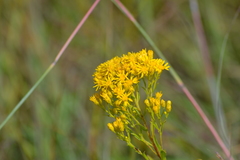 Solidago vossii