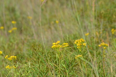 Solidago vossii