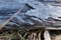 Cryptoblepharus pannosus