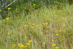 Solidago vossii
