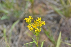 Solidago vossii