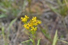 Solidago vossii