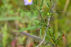 Symphyotrichum robynsianum