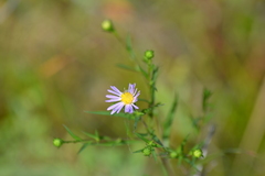 Symphyotrichum robynsianum