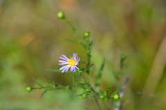 Symphyotrichum robynsianum