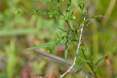 Symphyotrichum robynsianum