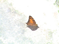 Vagrans sinha