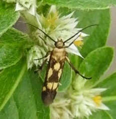 Eretmocera