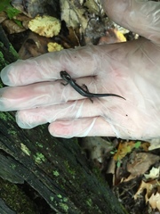 Plethodon wehrlei