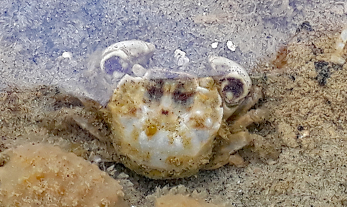Hemigrapsus crenulatus
